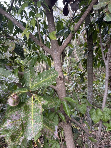 Melicope rubra observed 2026-08-22