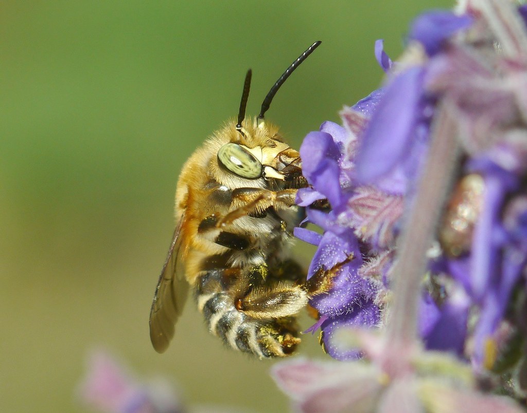 Habropoda zonatula