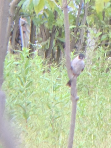 Sooty-headed Bulbul