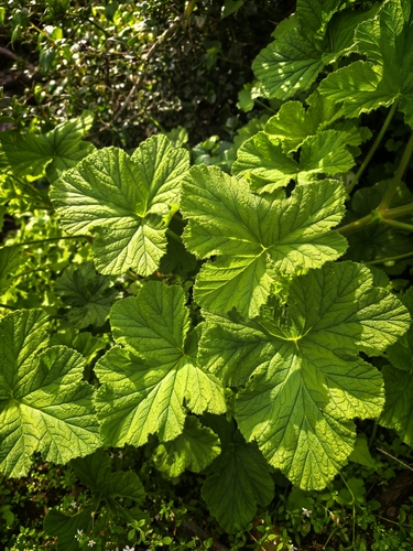 Pelargonium vitifolium, photograph 1