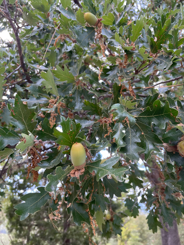 Oregon oak
