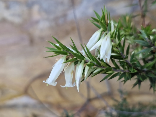 Epacris calvertiana, 2026-08-22