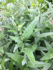 Silphium asteriscus simpsonii