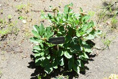 Paeonia mascula