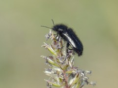 Enicopus