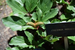 Paeonia mascula