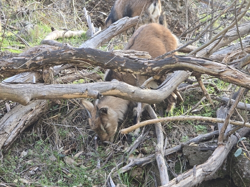 Domestic Goat