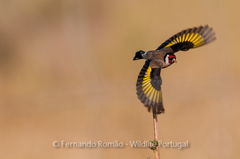 European Goldfinch photo 6