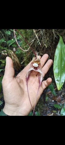 Dracula chimaera, photograph 2