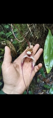 Dracula chimaera, photograph author not stated, no rights reserved