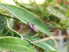 Philopedon plagiatum