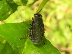 Odontomyia tigrina