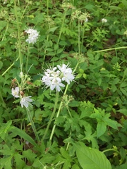 Hydrophyllum brownei