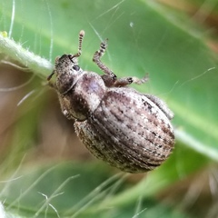 Philopedon plagiatum