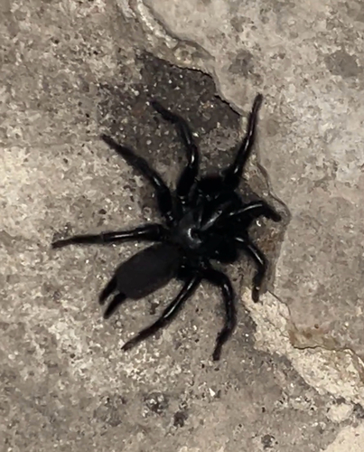araña toro