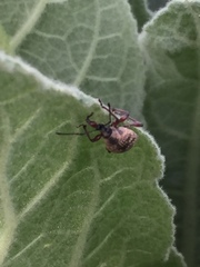 Otiorhynchus singularis