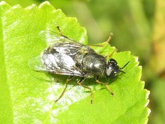 Odontomyia tigrina