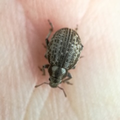 Philopedon plagiatum