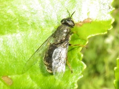 Odontomyia tigrina