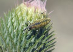 Lixus filiformis