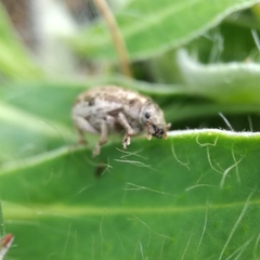 Philopedon plagiatum