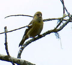 Loxia leucoptera image