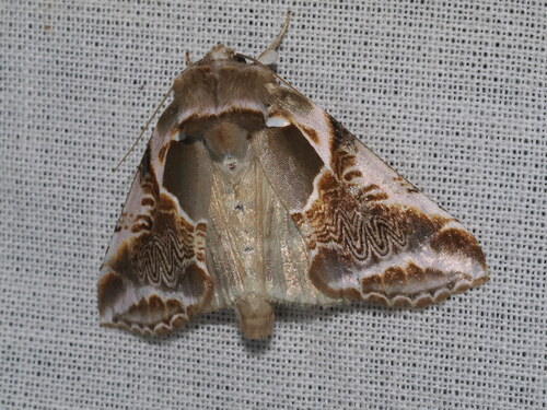 Lettered Habrosyne Moth photo 6