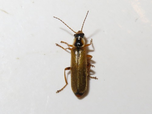 Cantharis decipiens, Leidschendam, Nederland, photo 10 of 10