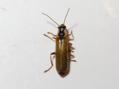 Cantharis decipiens