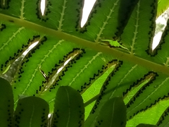 Cyathea horrida