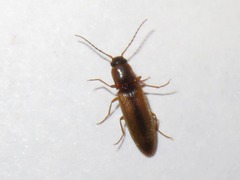 Dalopius marginatus