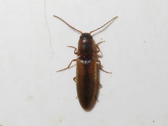 Dalopius marginatus