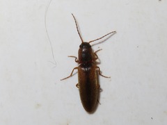 Dalopius marginatus