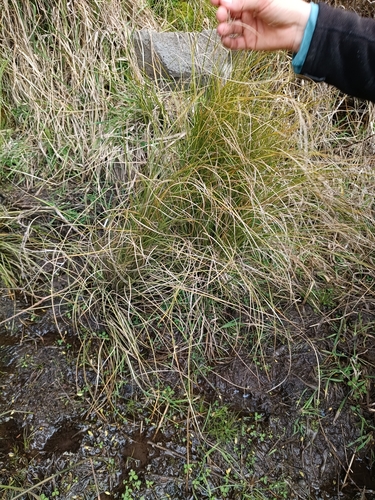 Carex flagellifera