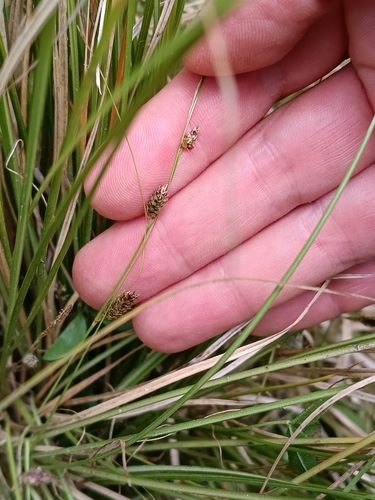 Carex flagellifera, photograph 2