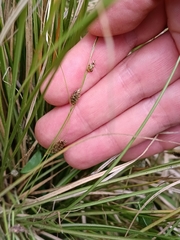 Carex flagellifera, photograph (c) Felix Collins, some rights reserved (CC BY)