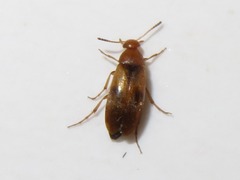 Anaspis maculata