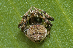 Araneus rotundulus