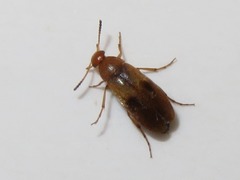 Anaspis maculata