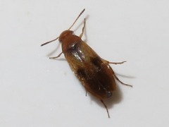 Anaspis maculata