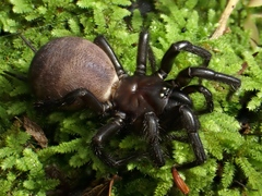 Porrhothele