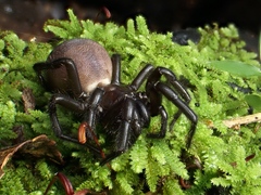 Porrhothele