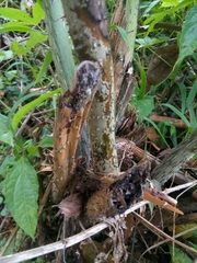 Cyathea horrida