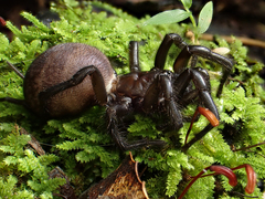 Porrhothele