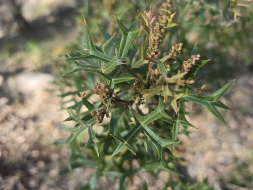 Grevillea ramosissima