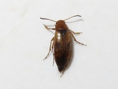 Anaspis maculata