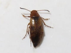 Anaspis maculata