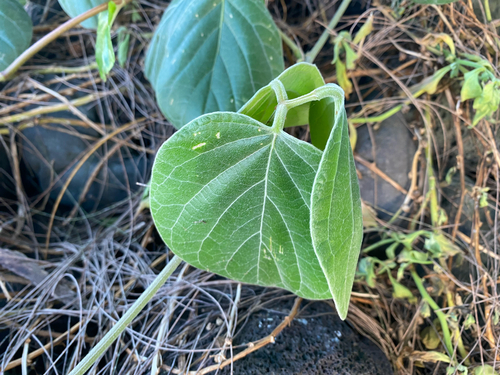 Canavalia sericea observed 2026-08-21