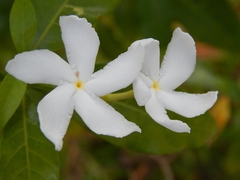 Tabernaemontana divaricata