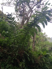Cyathea horrida